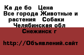 Ка де бо › Цена ­ 25 000 - Все города Животные и растения » Собаки   . Челябинская обл.,Снежинск г.